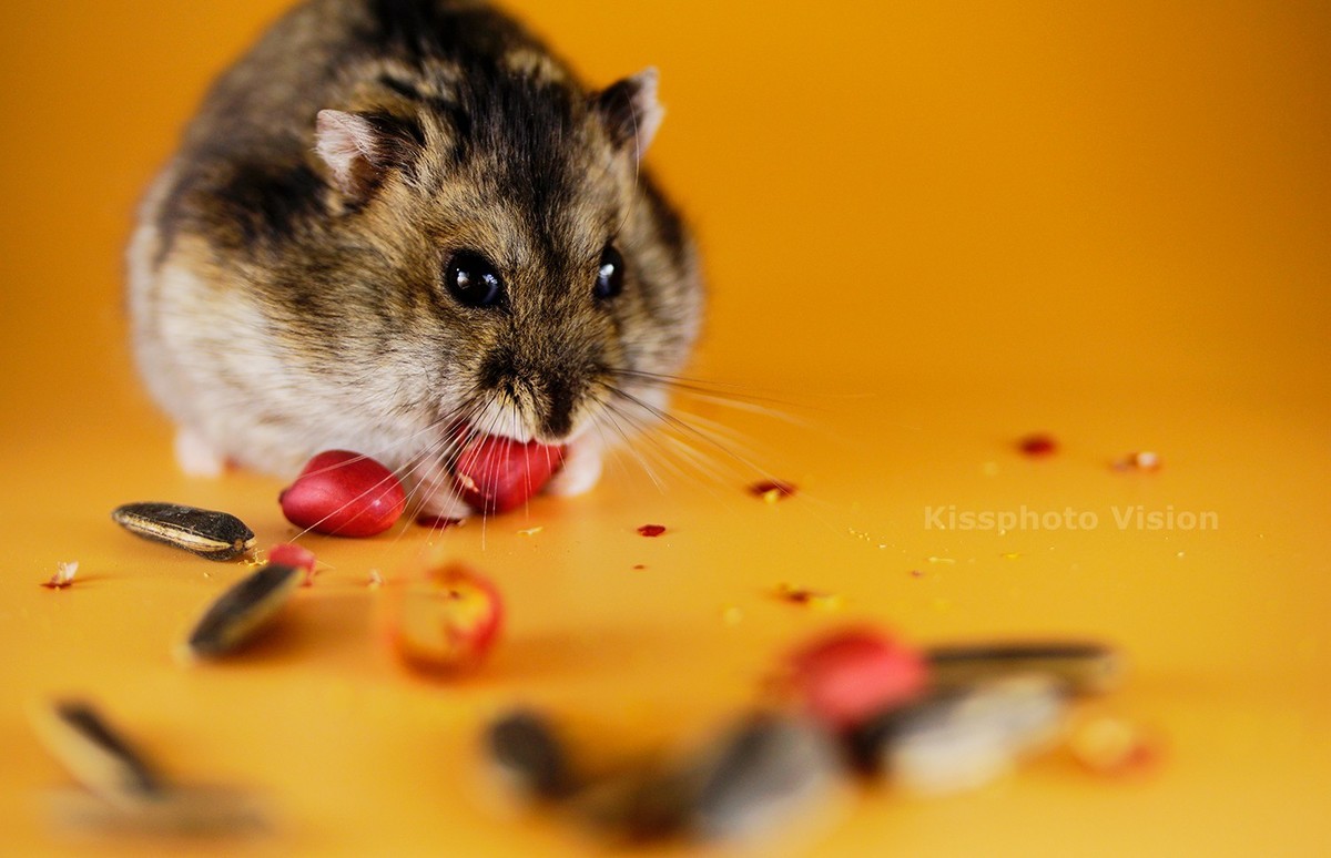 玩出微距新高度—美科MK-MT24閃光燈體驗(yàn)