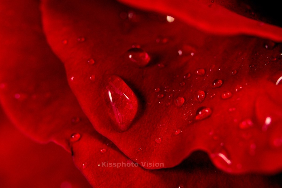 玩出微距新高度—美科MK-MT24閃光燈體驗(yàn)