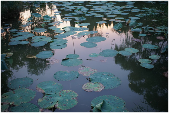 精細(xì)調(diào)焦與馥郁色彩 美科25mm f1.8鏡頭評測